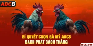 Bí Quyết Chọn Gà Mỹ ABC8 Bách Phát Bách Thắng