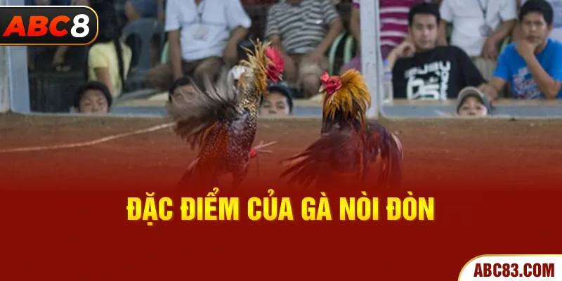 Đặc điểm của gà nòi đòn