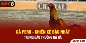 Gà Peru - Chiến Kê Bậc Nhất Trong Đấu Trường Đá Gà