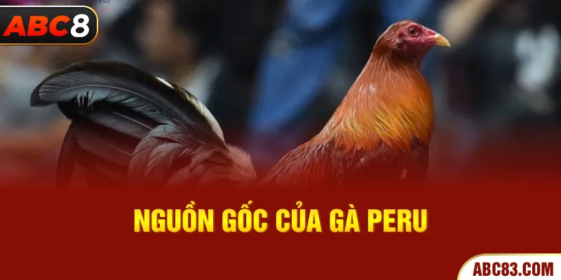 Nguồn gốc của gà Peru