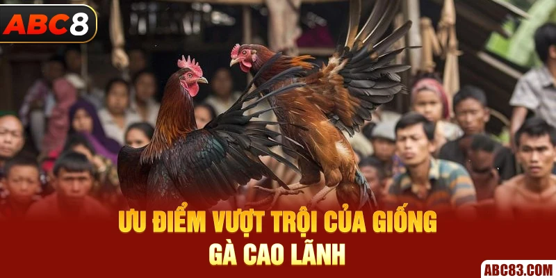 Ưu điểm vượt trội của giống gà Cao lãnh 